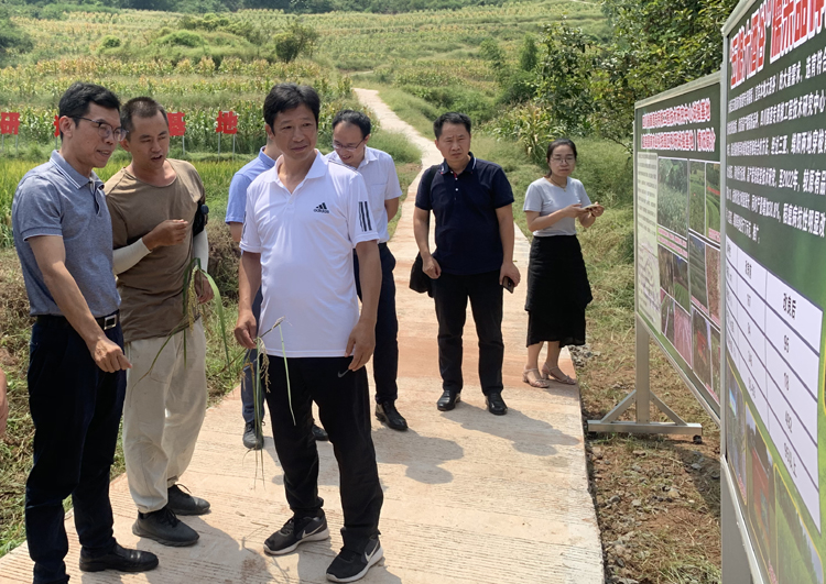 四川省科技厅副厅长陈学华考察调研四川省酿酒专用粮工程技术中心科研示范基地情况.jpg 四川省科技厅副厅长陈学华考察调研四川省酿酒专用粮工程技术中心科研示范基地情况.jpg